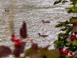 Fotowalk Pfarrwerfen - Bahnhof Werfen